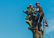Choose The Best Tree Removal Service in Plymouth, MA | LightningStrikeTree