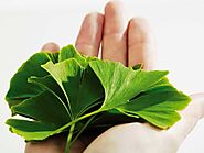 Lợi ích sức khỏe của Ginkgo Biloba