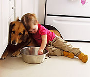 If you are planning to buying best dog food