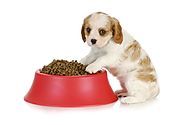 Some Food that dogs love to eat without forcing them