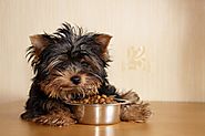 Choosing the right highest rated dog, pet and cat food