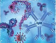 Check out more about IgM antibody test