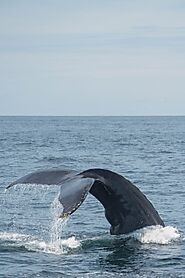 Blue Whale Watching -