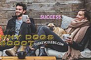 √ Why dogs scoot and make they get better.