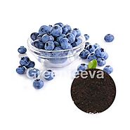 Organic Blueberry Powder Supplier | Bulk Organic Blueberry Powder