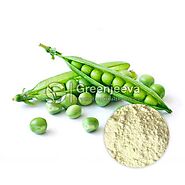 Bulk organic Pea Protein Powder | Pea Protein Powder Supplier