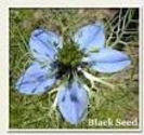 Black Seed - 'The Remedy For Everything But Death'