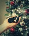 Cute Dog Ornaments for Your Christmas Tree