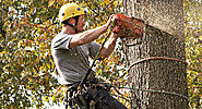 Is it time you need Tree Removal Services? Read this before you get Started!