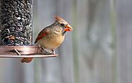 BirdWatching - Your source for becoming a better birder