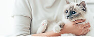 Cat Grooming Service | Pet Grooming, Dog Grooming Service Torrance CA