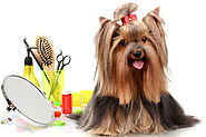 How Do I become Pet Grooming Services Torrance CA? - pet services
