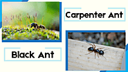 Difference Between Carpenter Ant Vs Black Ant - Pestisect