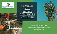 Top Class Tree Service Company in Weymouth