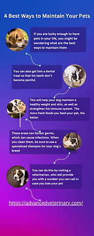 4 Best Ways to Maintain Your Pets