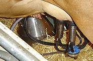How milk processing perform in dairy farm
