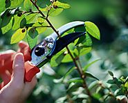 What You Need to Know Before You Prune Shrubs and Trees