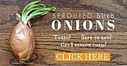 How to Regrow Sprouted Onion Bulbs | Are They Safe to Eat? | Empress of Dirt
