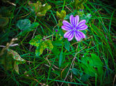Common Mallow Weeds: Tips For Controlling Mallow Weeds In Landscapes