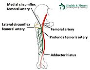 Information about Femoral Artery & Its Branches | Personal Care N Heal