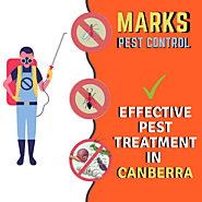Pest Control Canberra | Same Day Pest Inspection Services in Canberra