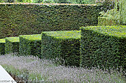 Osmanthus Burkwoodii | Hedge Plants