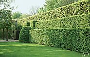 Osmanthus x burkwoodii Instant Hedging Privacy Solution