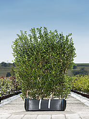 Osmanthus Burkwoodii Hedge Plants: A Great Choice for Your Landscape