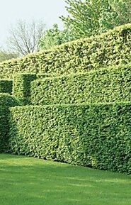 Osmanthus Burkwoodii | Hedge Plants - How Do You Hard Prune Osmanthus - Wattpad