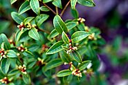 The Osmanthus Burkwoodii Can Be Propagated by Seed or Cuttings | by Riley Francis | May, 2021 | Medium