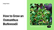 PPT - How to Grow an Osmanthus Burkwoodii PowerPoint Presentation, free download - ID:10534216