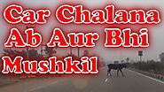 Animals on Road | Car Chalana Ab Aur Bhi Mushkil | Road Pe car chlate hue Animals se bacha main |
