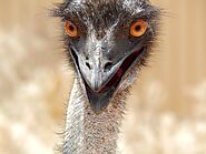 Emus