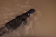 Platypus