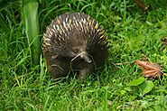 Echidnas