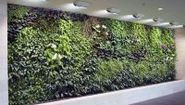 Biowall, piante al muro per depurare l'aria