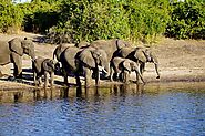 Chobe National Park in Botswana