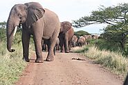 Walking Zambia Safari Tours