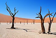 Dead Vlei