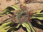 Welwitschia