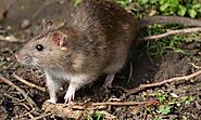 Weird Rat Facts You Didn't Know | Facts about Rat