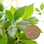 Gynostemma Leaf Extract Powder 40% Gypenosides | Bulk Gynostemma Leaf Extract Powder Supplier