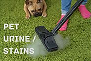 Can Carpet Cleaning Remove Dog and Cat Urine Smell?