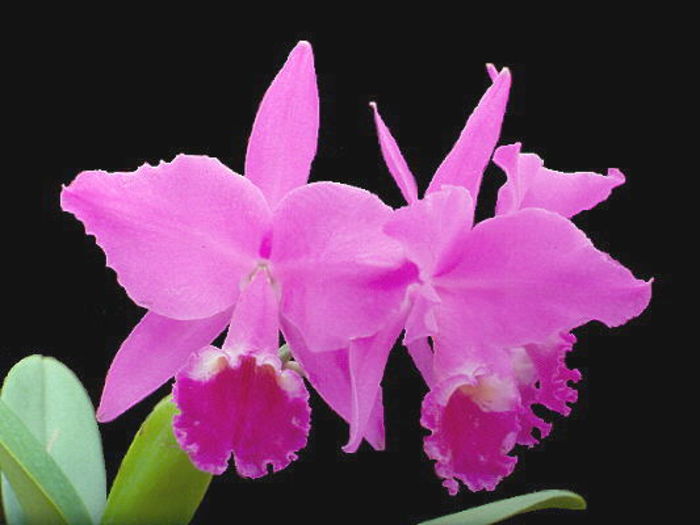 Wild Orchid Endangered Species A Listly List