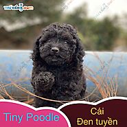 có bé tiny poodle xinh xinh, con độc đinh nên cũng dễ mến 😊 - Thú Kiểng