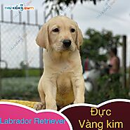 đàn labrador đủ màu đang cần sen đón về nhà mới ạ, dự đón con sẽ là 3/12 nhé ạ - Thú Kiểng