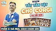 ( TẬP 3 ) - Review tất tần tật chó Corgi tại VN | Giá Mua & Cách Chăm Sóc | Thú Kiểng TV