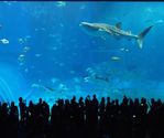 The Most Entertaining Aquarium In Japan!!