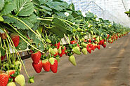 Give Your Strawberry Cultivation A Perfect Boost with Growing Bags for Strawberries
