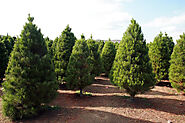 Essential Steps Before You Buy from a Tree Farm - Caledon Treeland